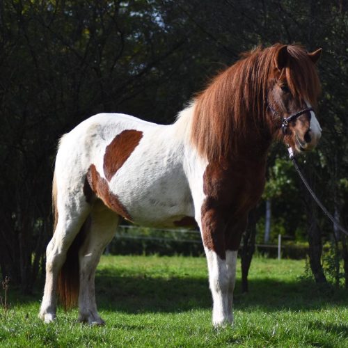 Mosaik von Hesta-Kykki