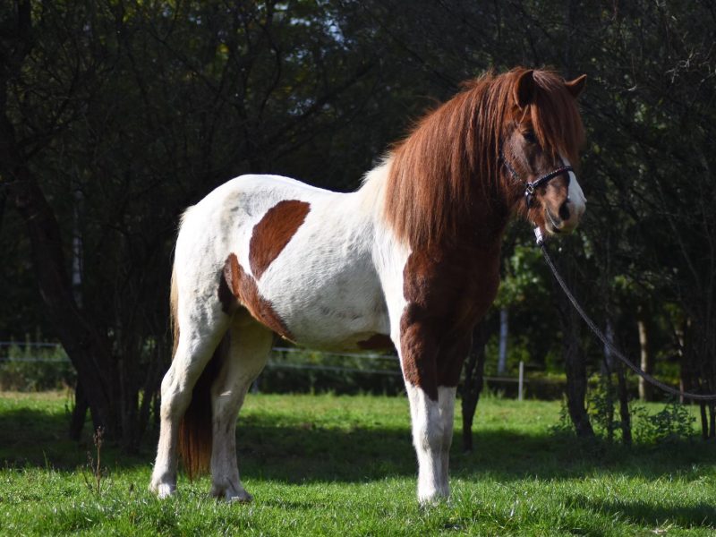 Mosaik von Hesta-Kykki