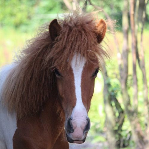 Mosaik von Hesta-Kykki